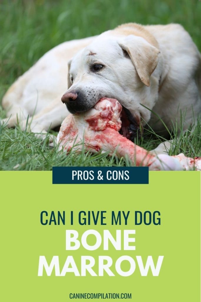 can i give my dog bones