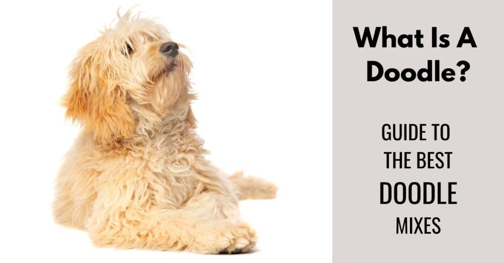 What Is A Doodle? Your To The Best Poodle - Canine Compilation