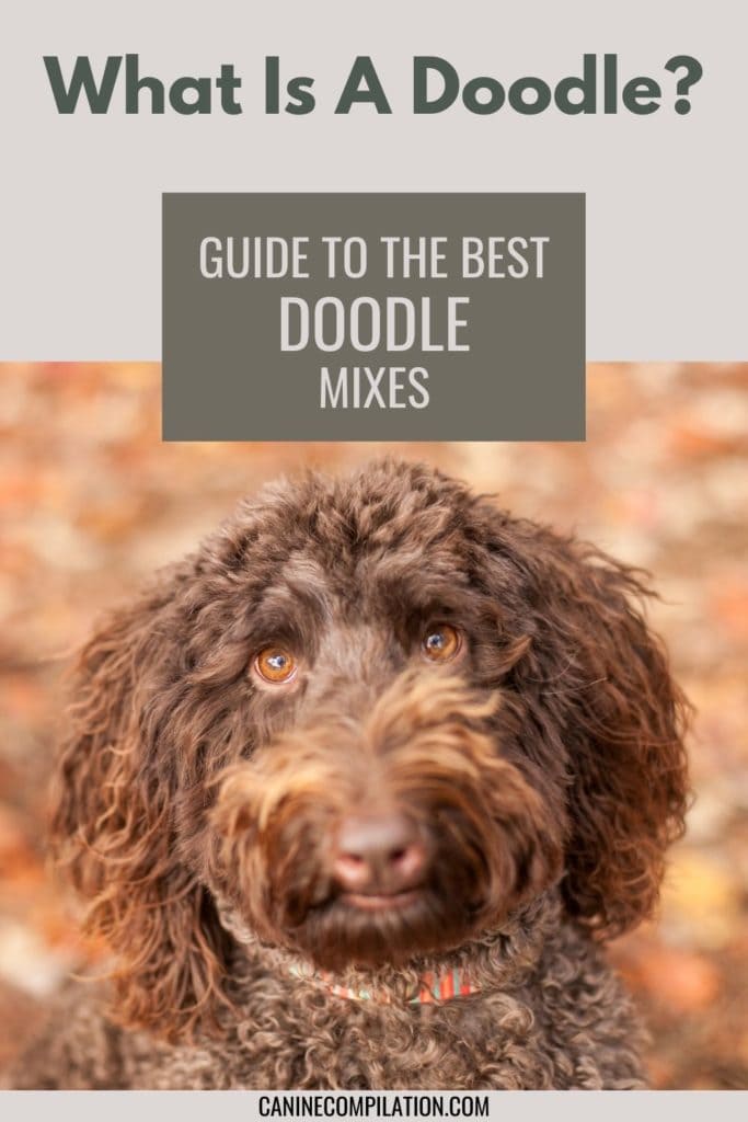 Poodle Doodle Recipe - Doodle Over Poodle Whatshot Delhi Ncr - Why did