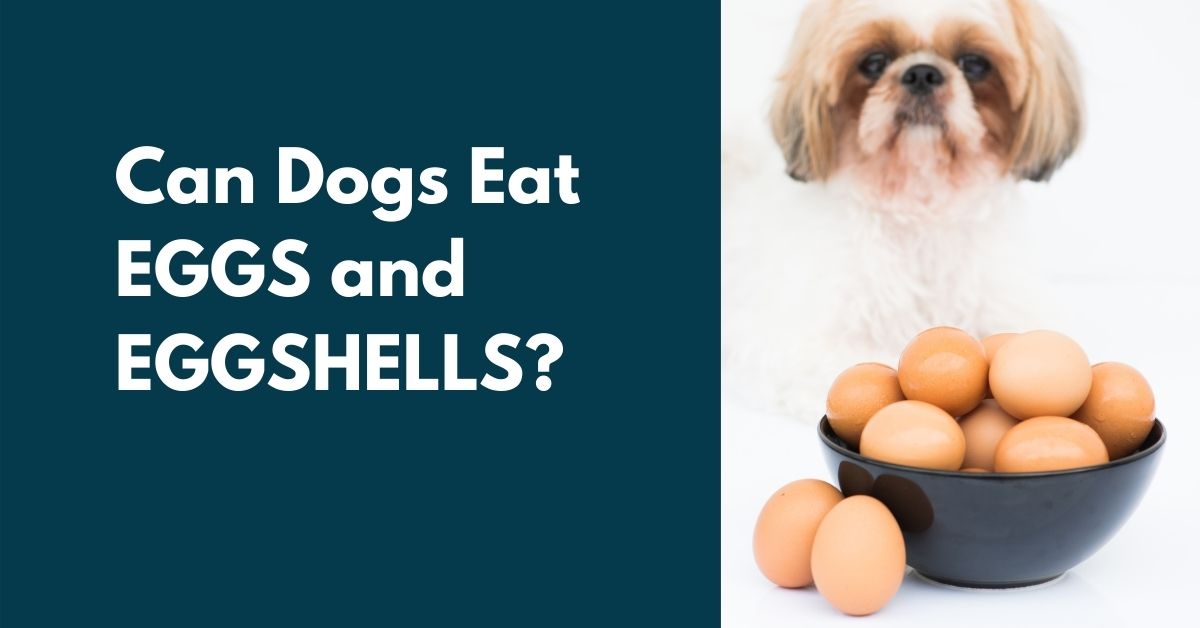 does an egg help a dogs coat