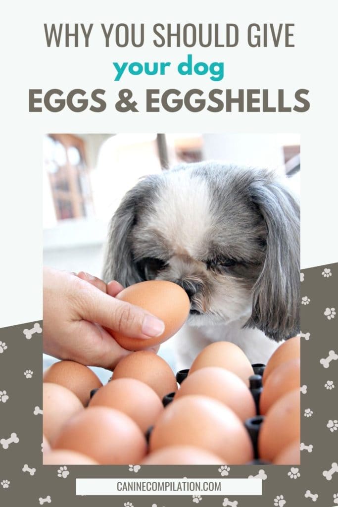 Egg is hotsell good for dog