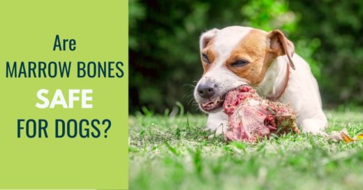 Can My Dog Eat Marrow Bones? Are They Safe For Dogs? - Canine Compilation