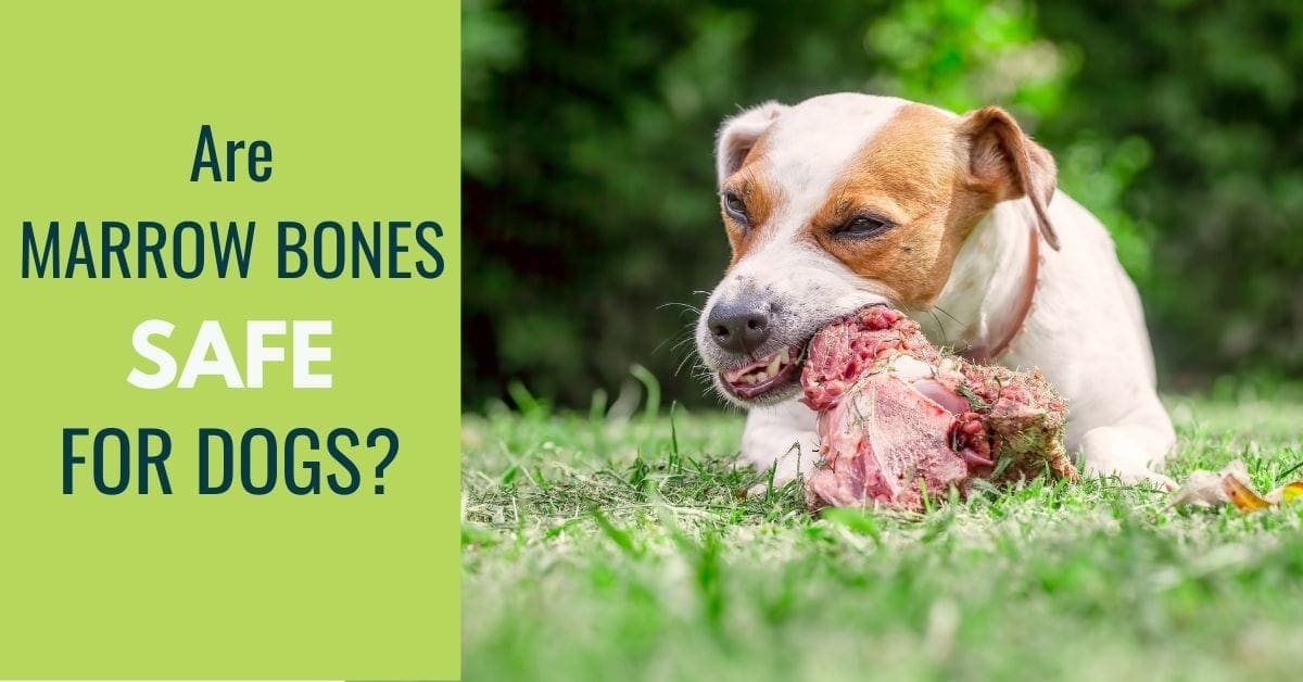 are large beef bones safe for dogs
