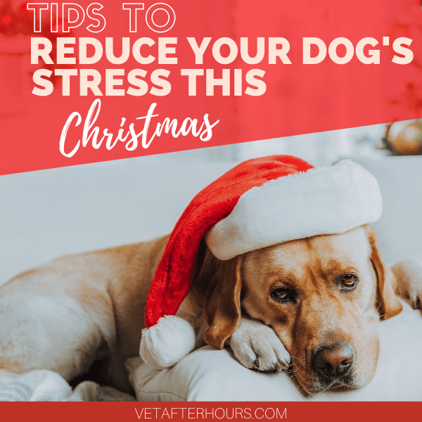 Image of dog with text Tips To Reduce Your Dog's Stress This Christmas