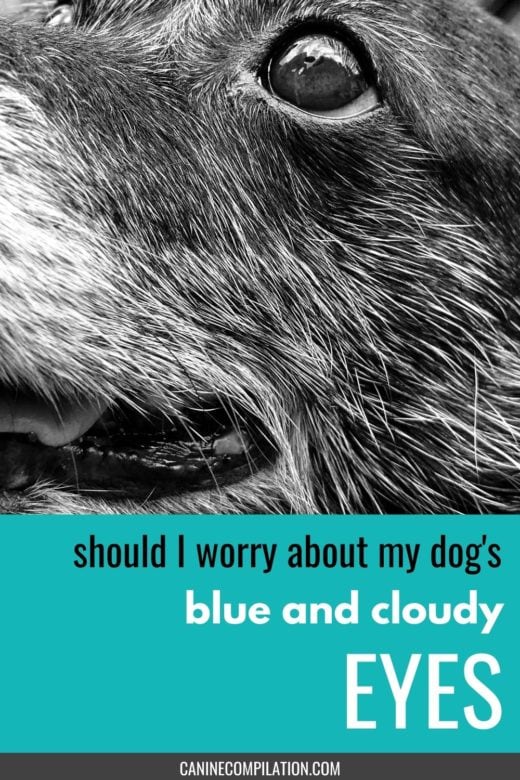 Blue And Cloudy Eyes In Dogs Canine Compilation