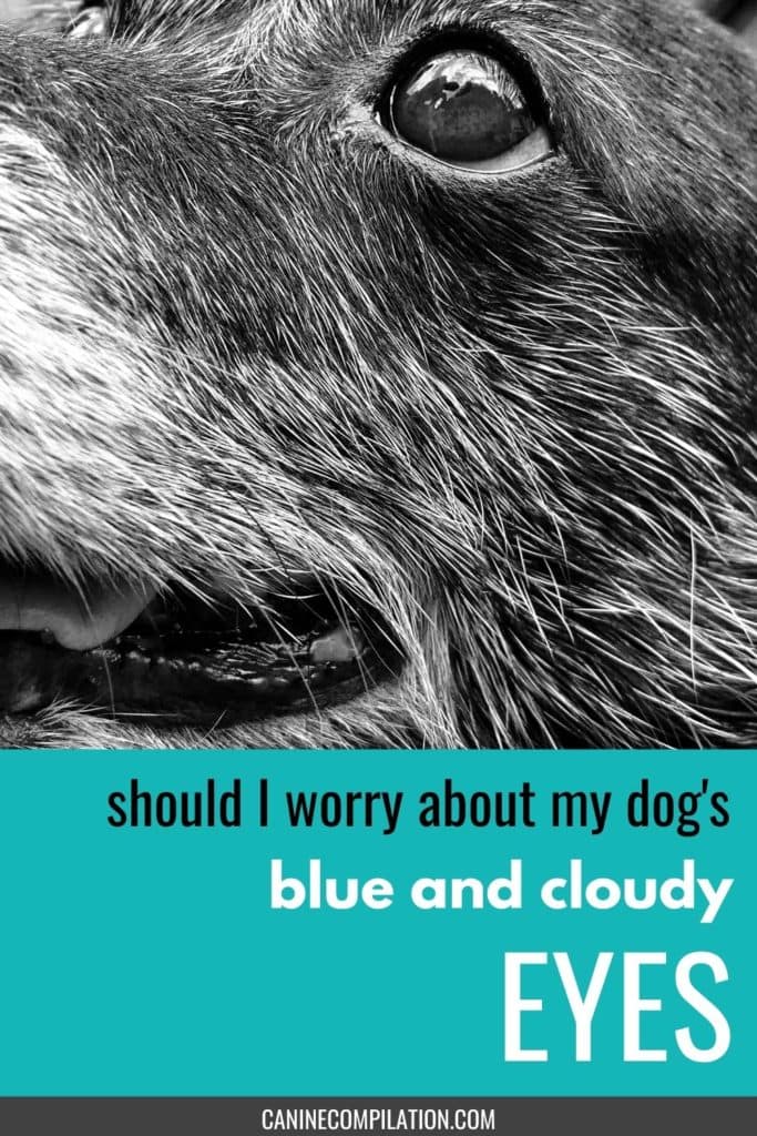 what would cause a dogs eye to turn blue