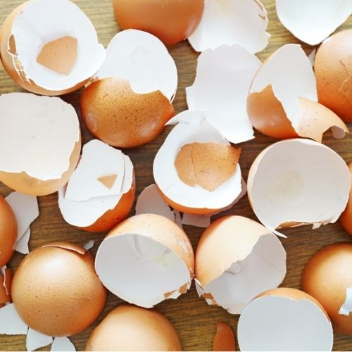 why are egg shells good for dogs