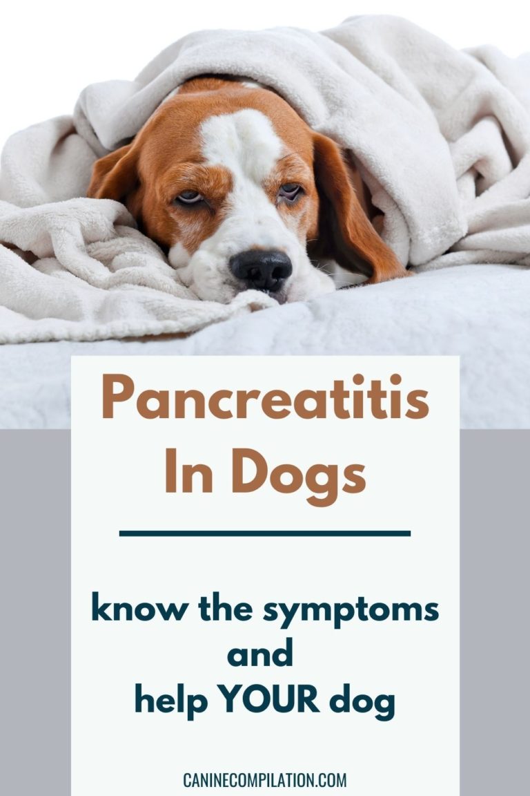 Pancreatitis In Dogs: Understand The Symptoms, Treatment And Causes ...