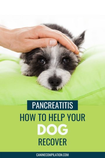 Pancreatitis In Dogs: Understand The Symptoms, Treatment And Causes ...