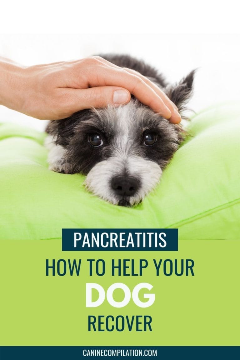 how to comfort a dog with pancreatitis