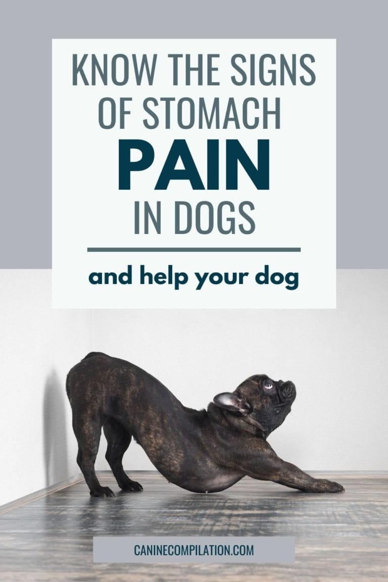 pancreatitis-in-dogs-understand-the-symptoms-treatment-and-causes