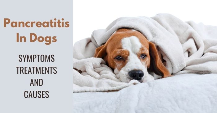 Pancreatitis In Dogs: Understand The Symptoms, Treatment And Causes ...