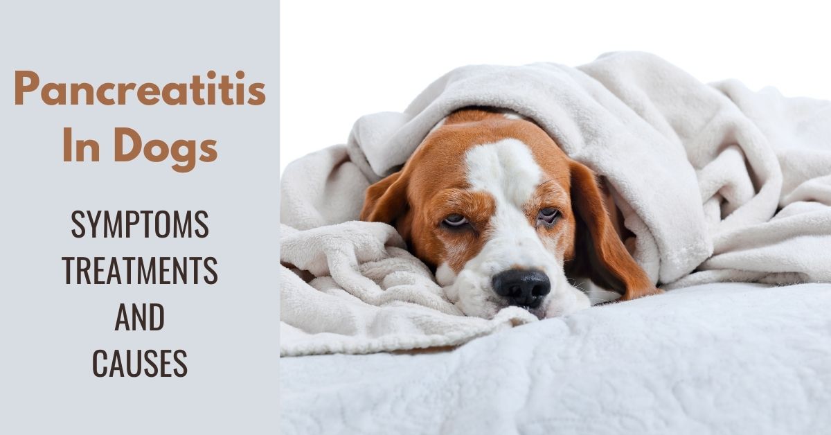 can a dog recover from acute pancreatitis