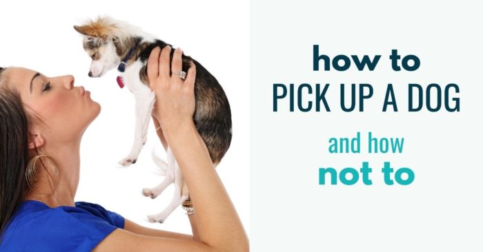 how-to-pick-up-a-dog-canine-compilation