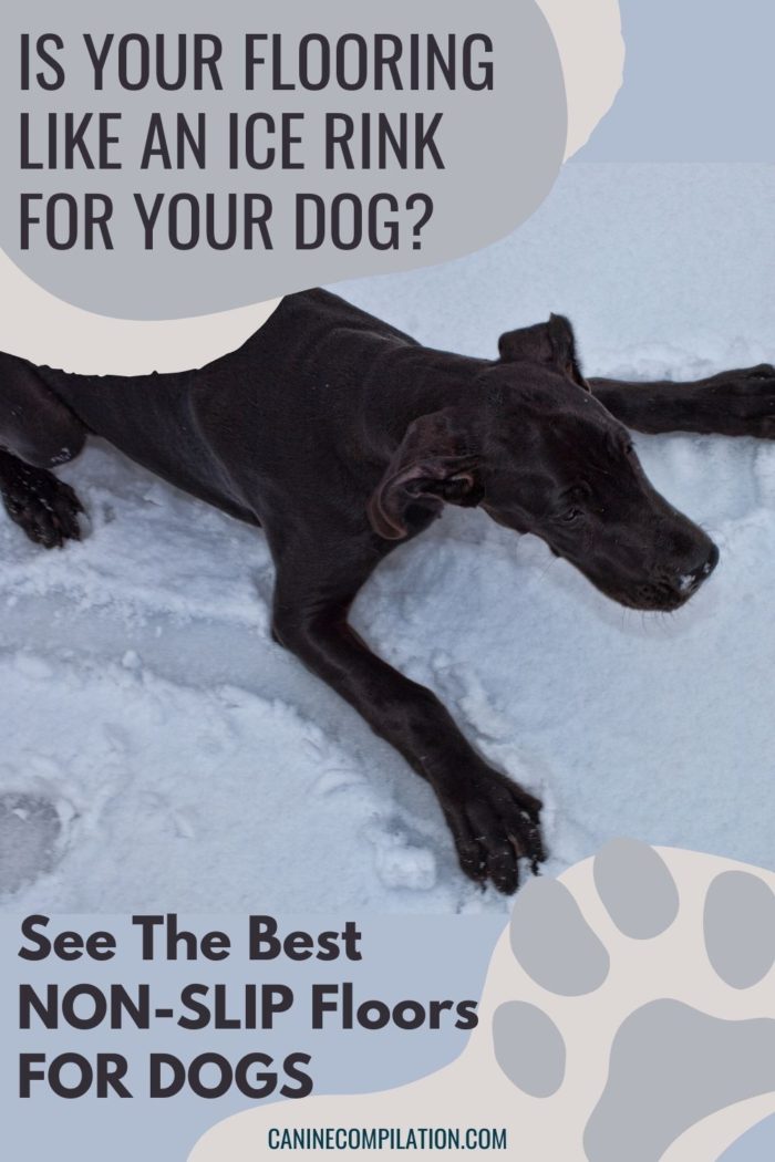 Best Flooring For Dogs And For You! Canine Compilation