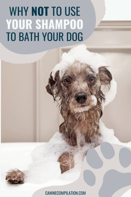 Is It OK To Bath Your Dog With Dish Detergent? - Canine Compilation