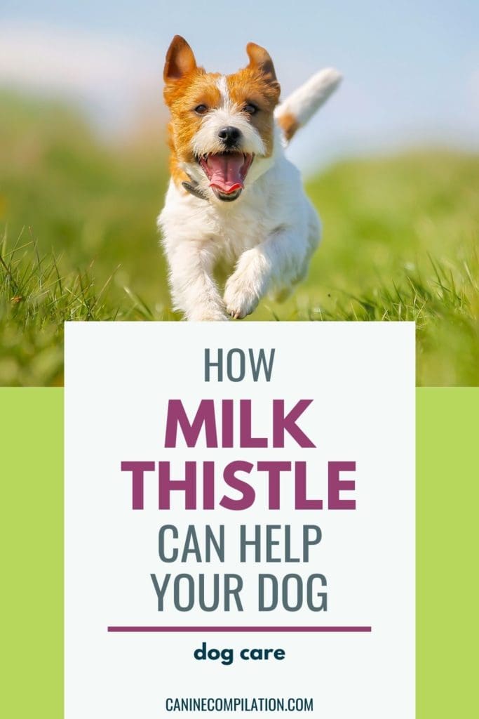 how much milk thistle should i give my dog