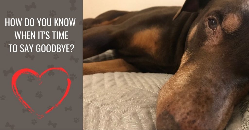 How Do You Know When It's Time To Say Goodbye? Canine Compilation