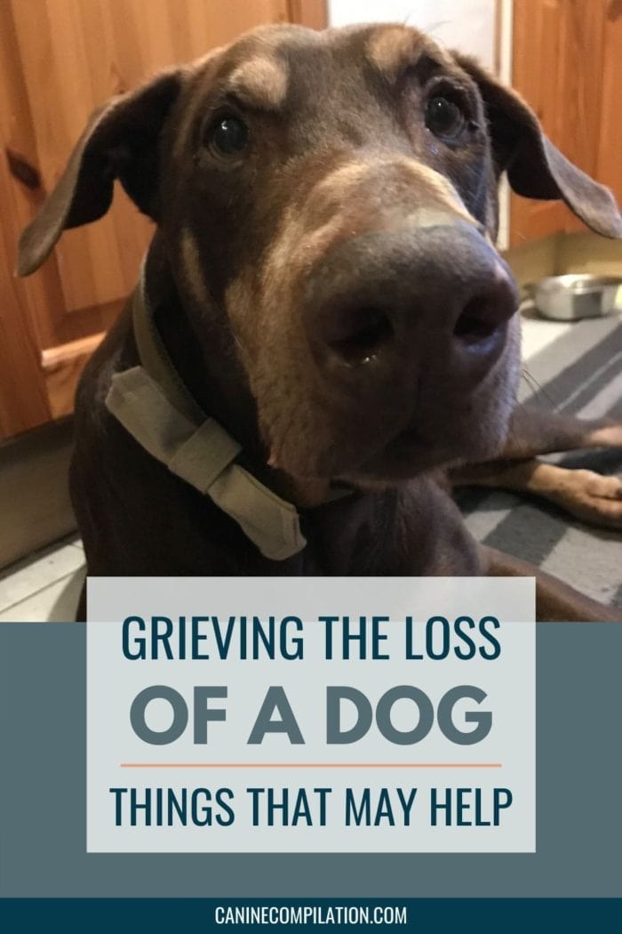 Grieving The Loss Of A Dog - Canine Compilation