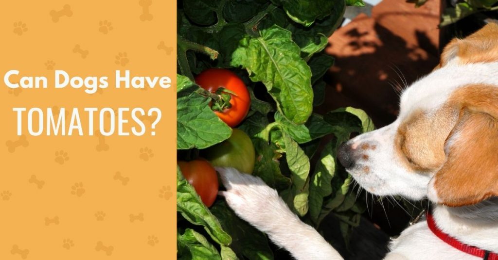 are grape tomatoes bad for dogs