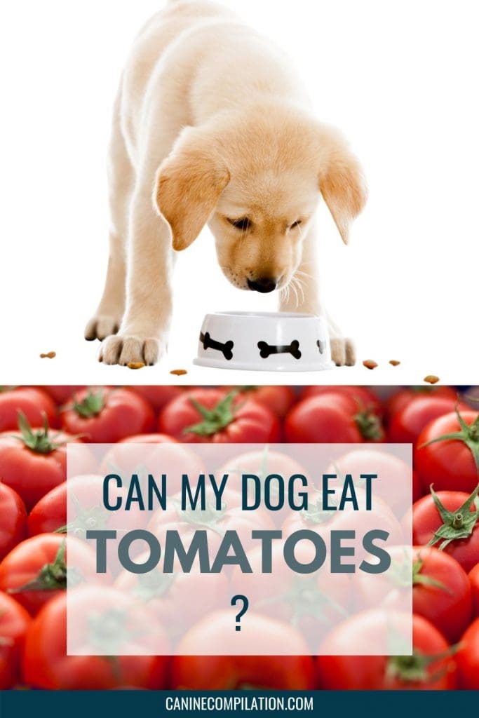 Can my hotsell dog have tomatoes