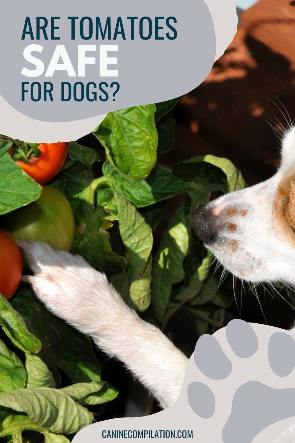 Can Dogs Have Tomatoes Are Tomatoes Good For Dogs Canine Compilation