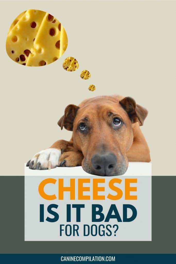 are cheese its bad for dogs