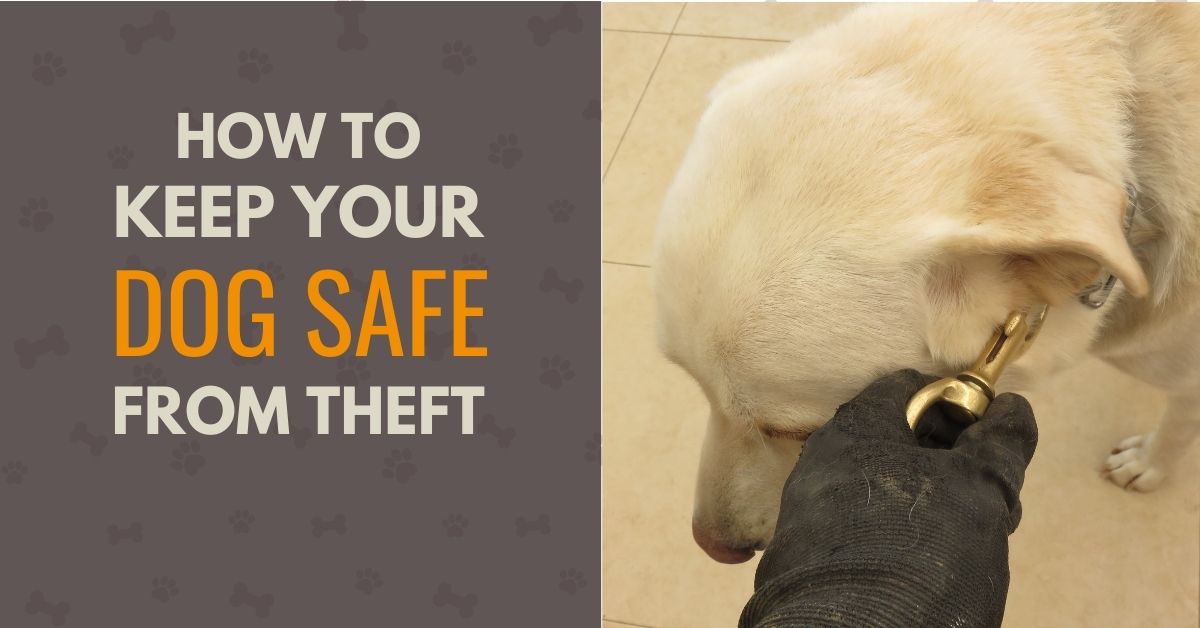 how to gps dogs keep from being stolen