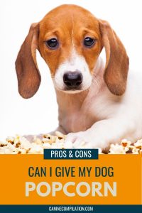Is Popcorn Bad For Dogs? Can Dogs Have Popcorn? - Canine Compilation