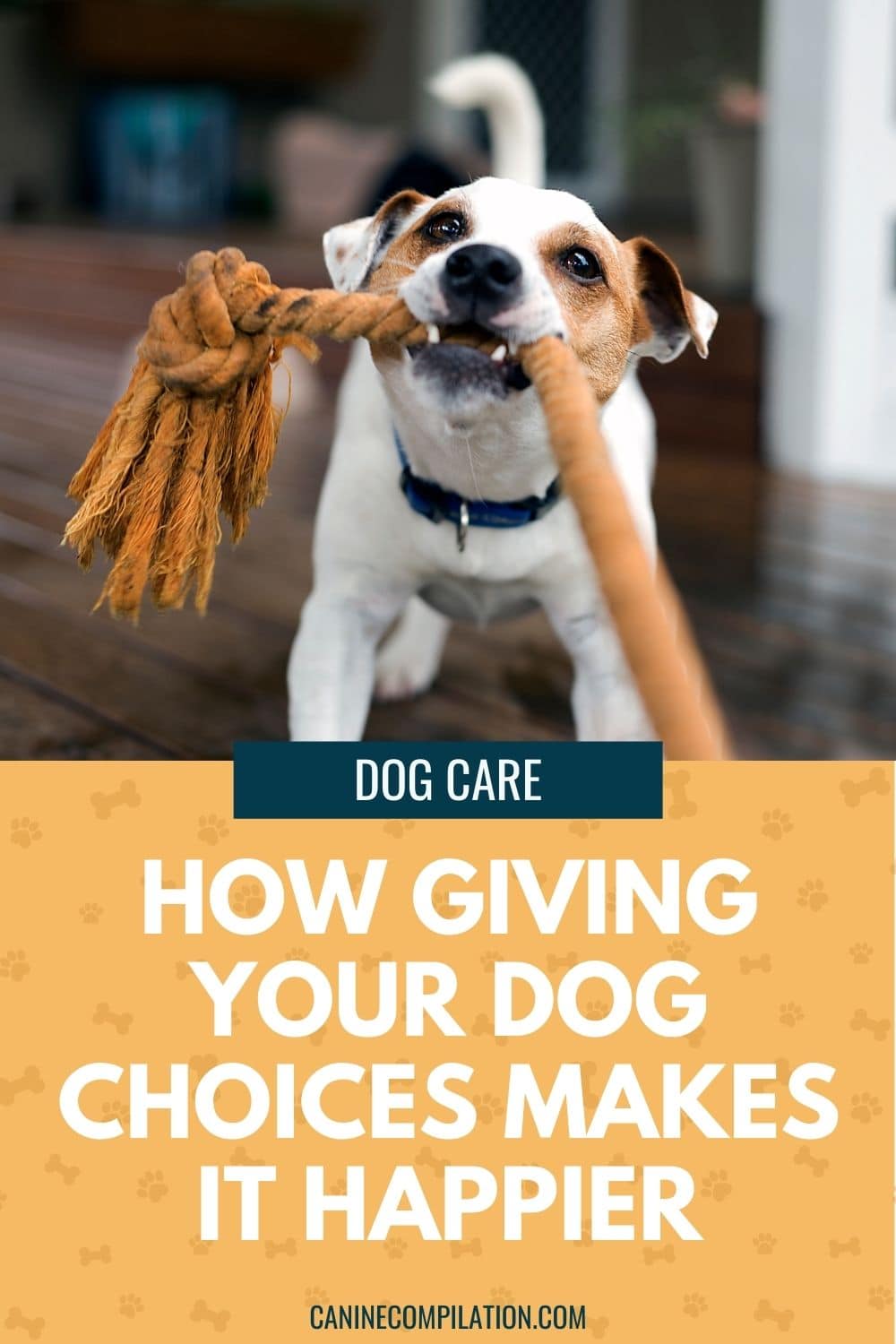 Picture of Why Your Dog Needs Choice In Its Life - Canine Compilation