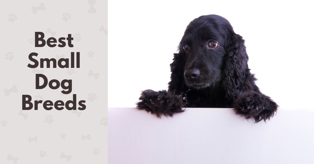 spaniel small breeds