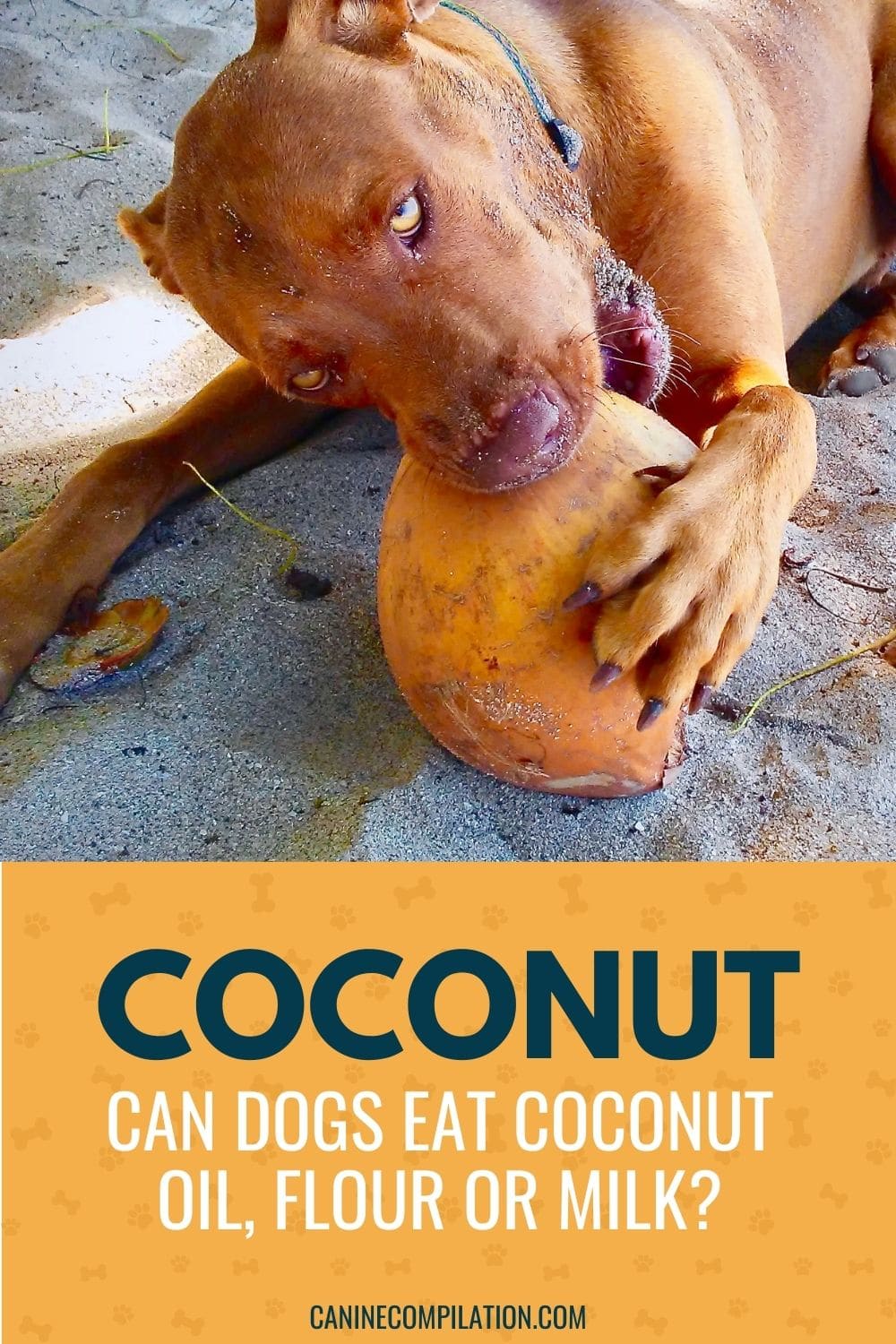 Can Dogs Eat Coconut? The Benefits And Risks Canine Compilation