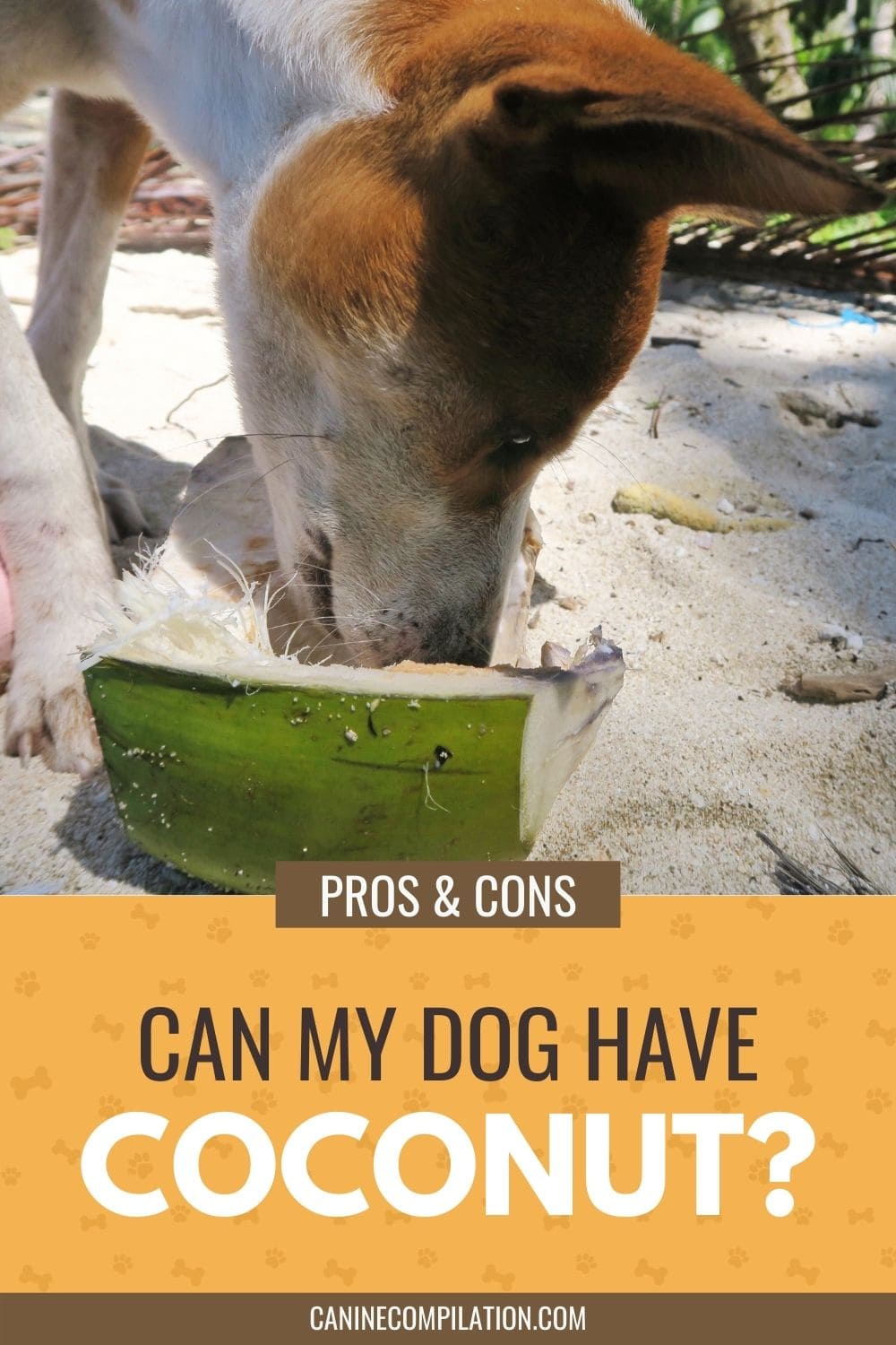 Can Dogs Eat Coconut? The Benefits And Risks Canine Compilation