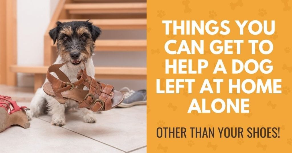 photo of a dog chewing a shoe with text - things you can get to help a dog left at home alone other than your shoes