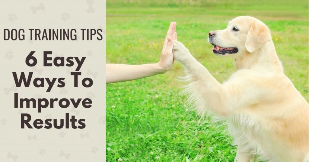 Photo of a dog with paw touching someone's hand and text- Dog training tips, 6 easy ways to improve results