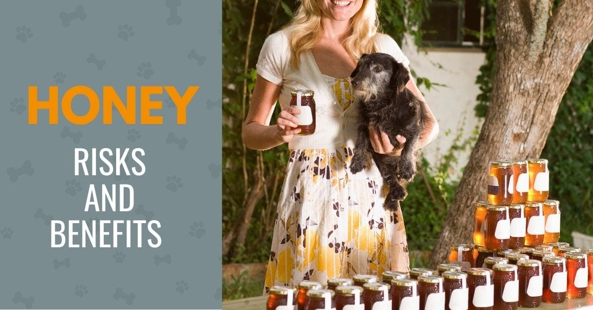 Can Dogs Have Honey? Is Honey Good For Dogs? - Canine Compilation