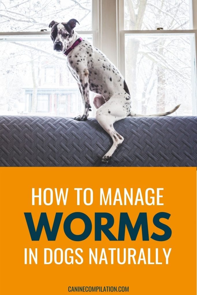 photo of a dog on a sofa with text - How to manage worms in dogs naturally