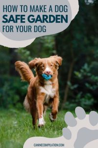 How To Make Your Garden Safe For Your Dog: 12 Ideas - Canine Compilation