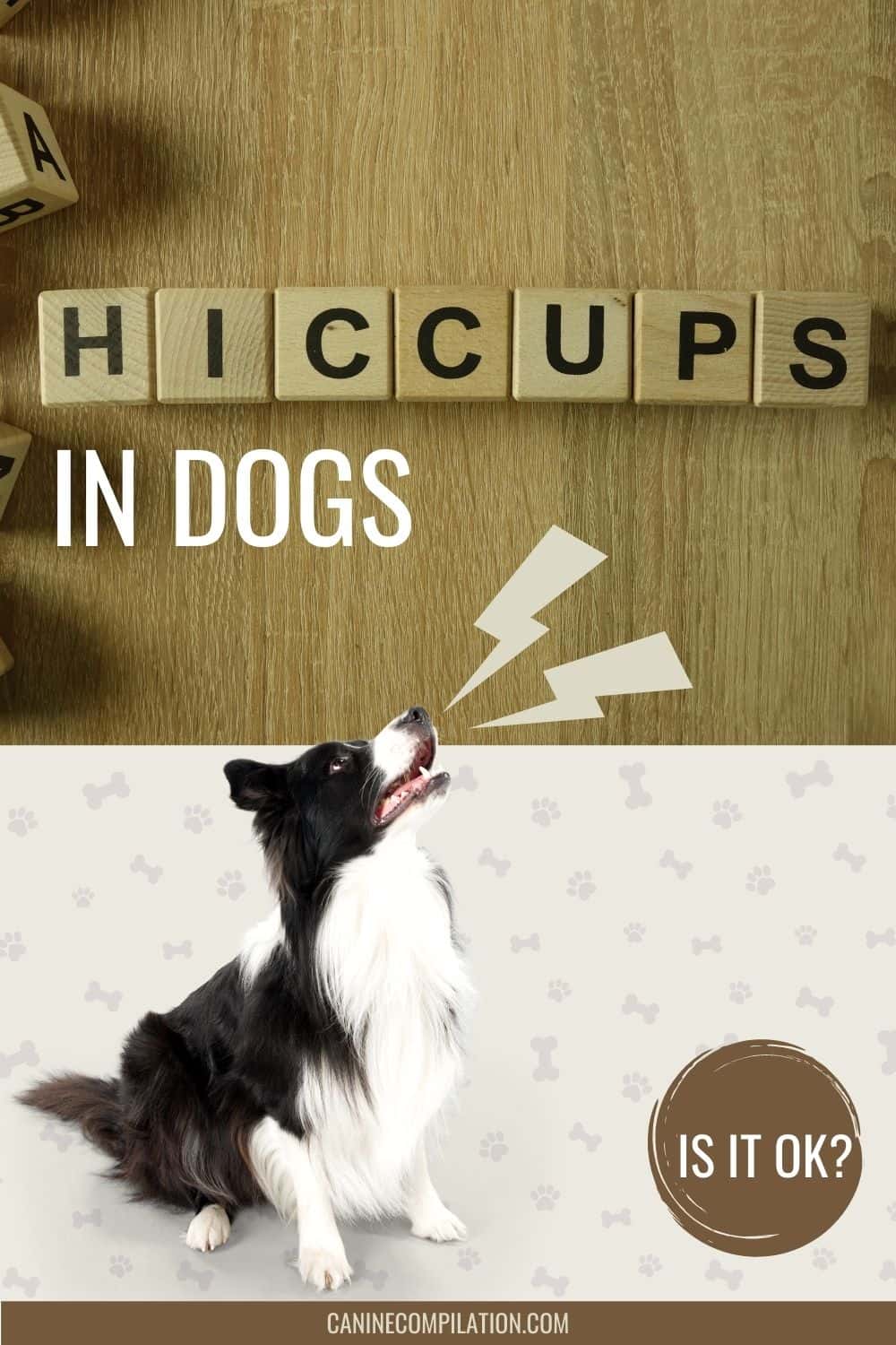 Hiccuping Why do Dogs Do It and Is It a Health Problem? Canine