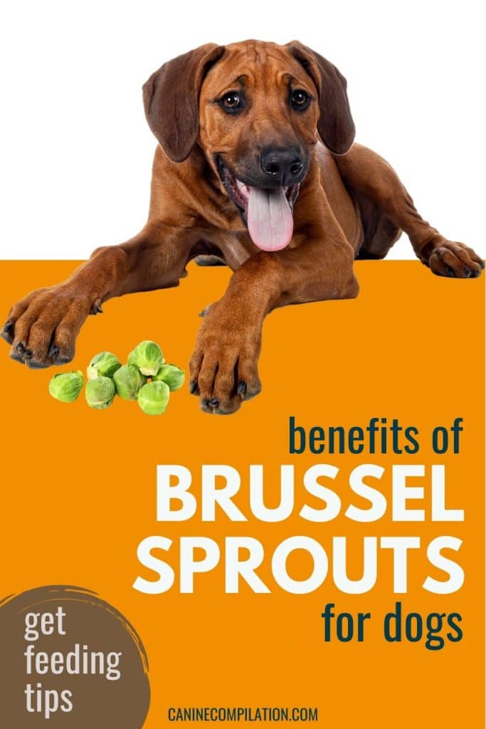 is brussel sprouts safe for dogs