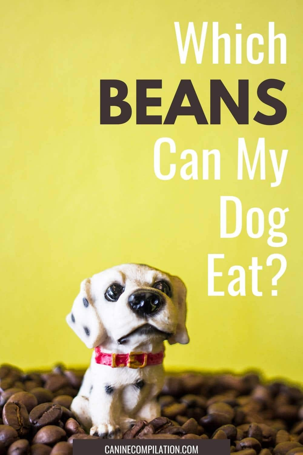 Can Dogs Eat Beans? What You Need to Know Canine Compilation