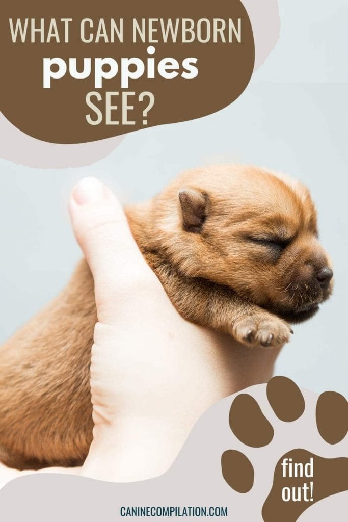 Puppy Milestones: When Do Puppies Open Their Eyes? - Canine Compilation