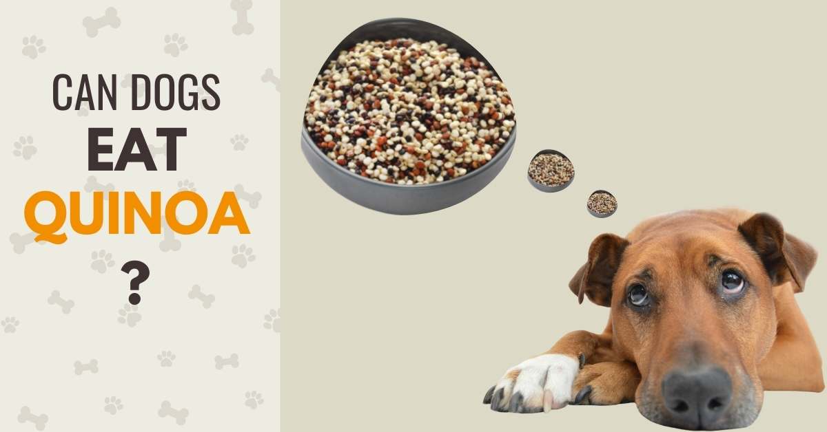 Quinoa for dogs best sale