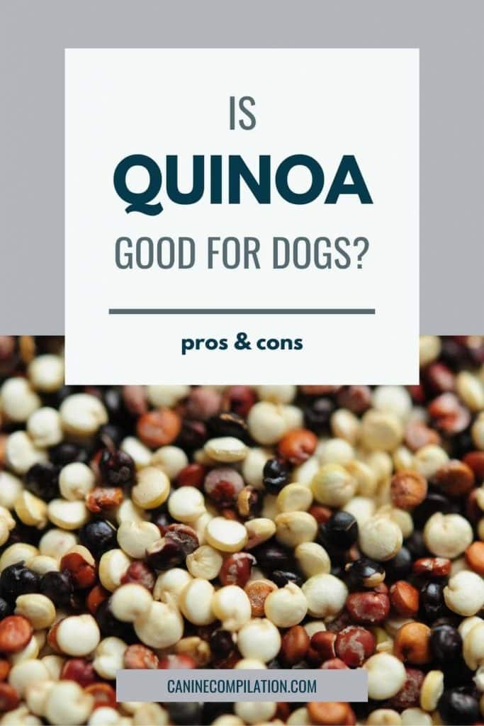 Quinoa benefits for dogs best sale