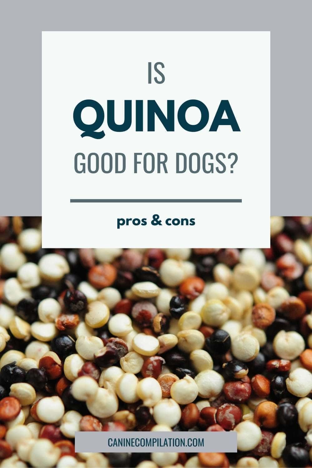 Can Dogs Eat Quinoa? Health Risks And Potential Benefits Canine