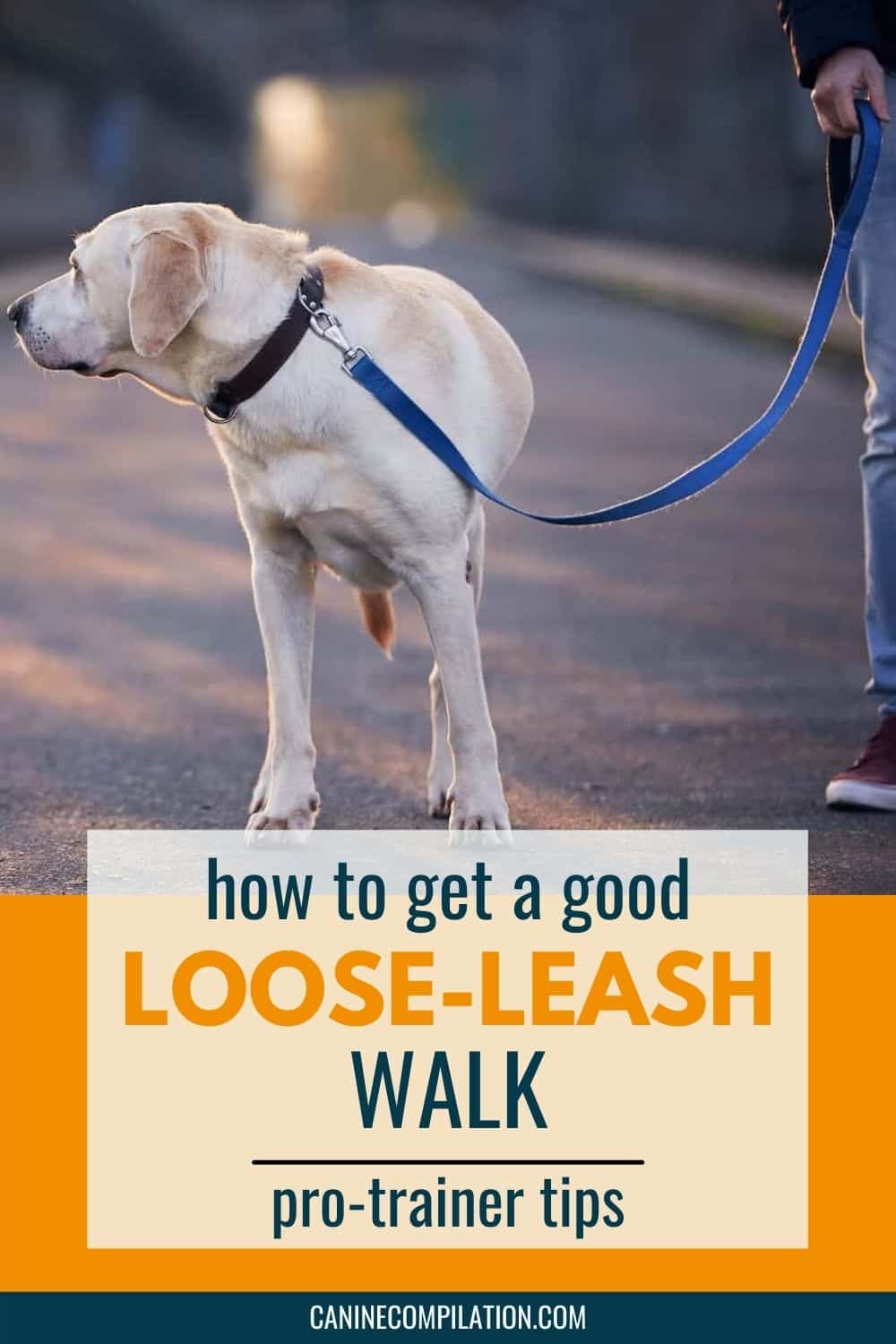 How To Stop A Dog Pulling On A Leash Canine Compilation