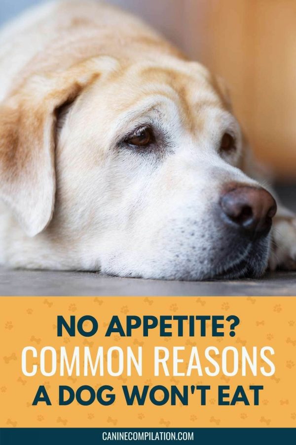 My Dog Lost His Appetite: Reasons Why a Dog Won’t Eat - Canine Compilation