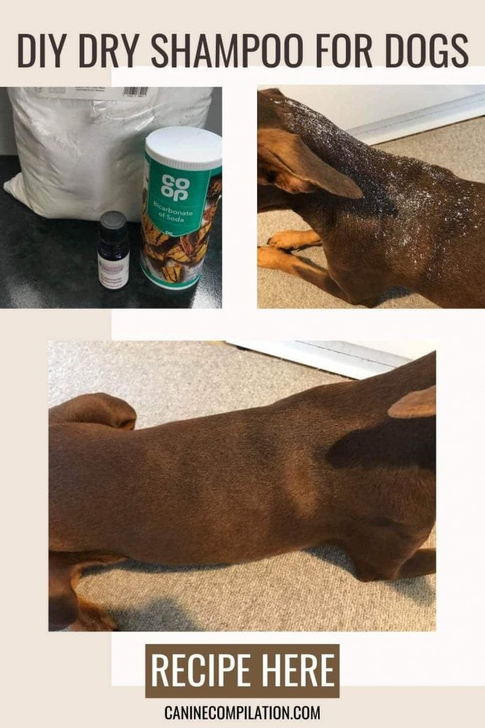 a dog being cleaned with DIY dry shampoo
