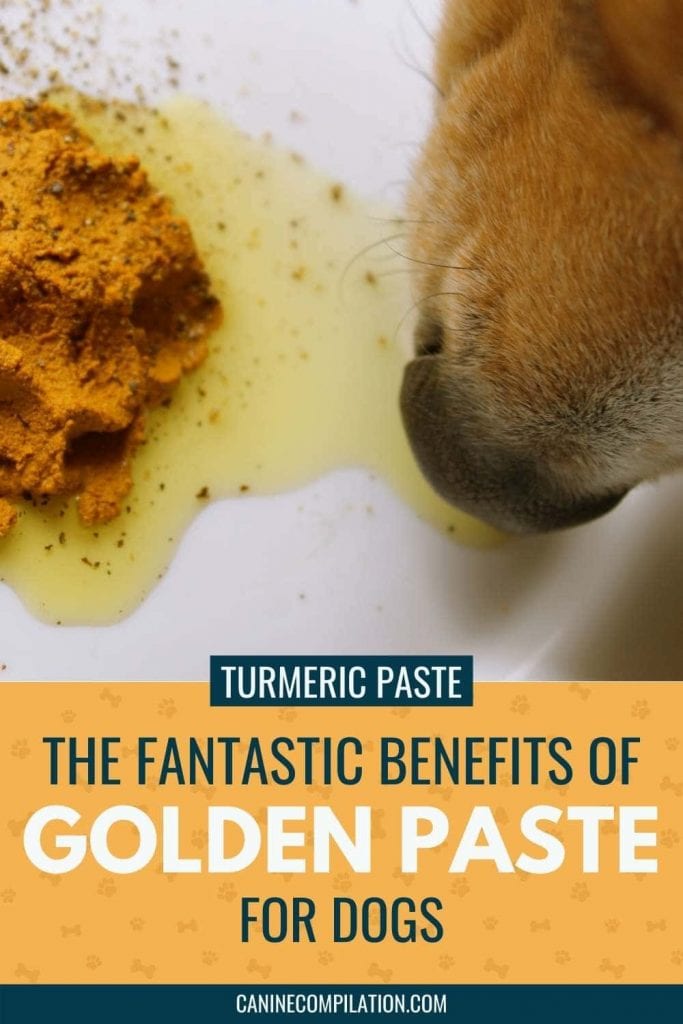 The Magical Golden Paste: Turmeric Paste For Dogs - Canine Compilation