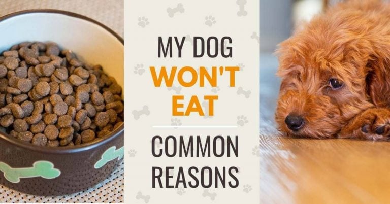 My Dog Lost His Appetite: Reasons Why a Dog Won’t Eat - Canine Compilation